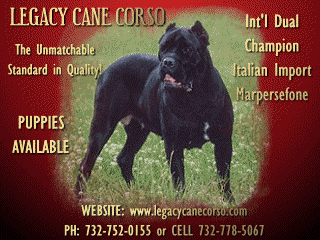 Breeder of the Italian Cane Corso - World Class Italian Import Bloodlines - Located in New Jersey