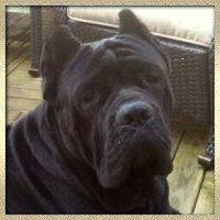 CLICK HERE TO SEE MORE OF CAPONE