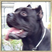 CLICK HERE TO SEE MORE OF GIASONE