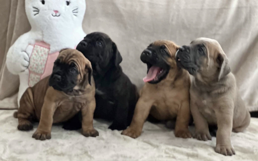 Cane Corso Puppies